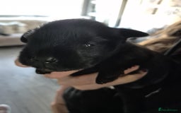 Miniature Schnauzer dogs for sale: 2xBeautiful kc reg mac/eye clr mini schnauzer girl - Image 4