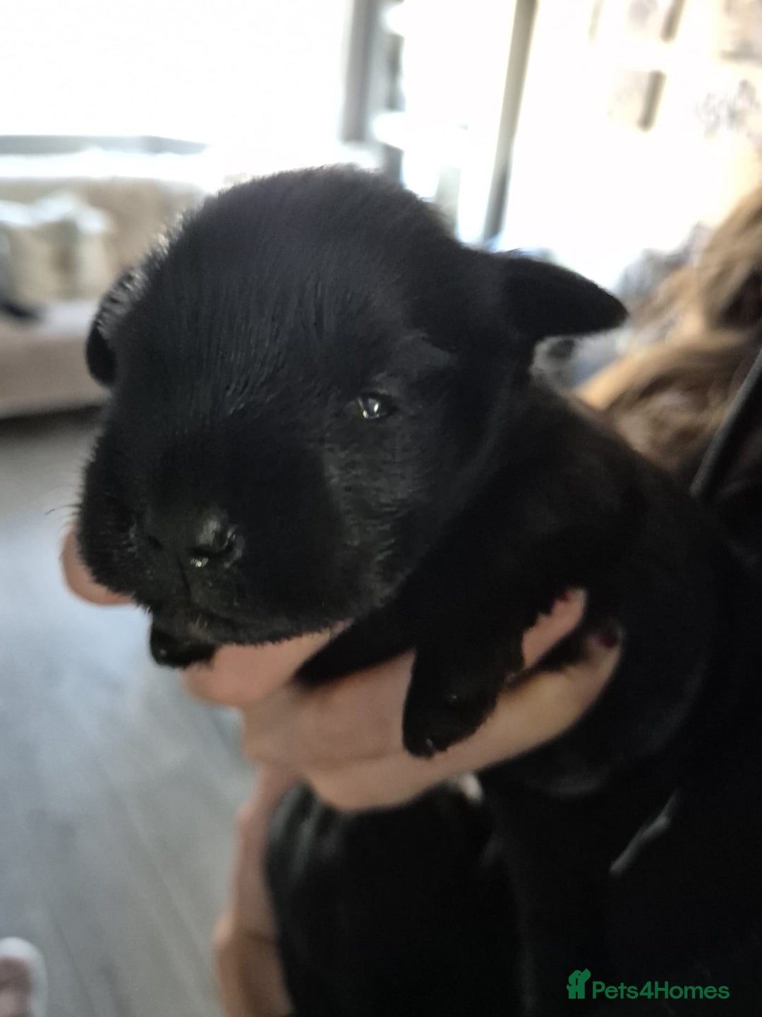 Miniature Schnauzer dogs for sale: 2xBeautiful kc reg mac/eye clr mini schnauzer girl - Image 4