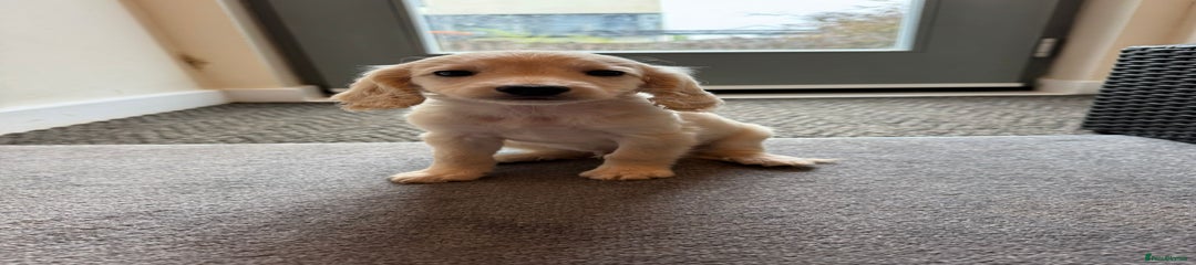 Cockapoo Puppy 7