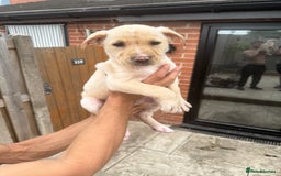Mixed Breed dogs for sale: Bull Herder pups for sale  - Image 9