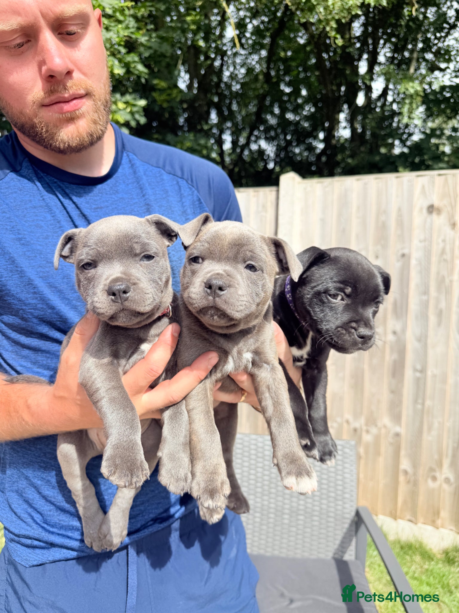 Staffordshire Bull Terrier dogs ** READY MONDAY** KC STAFFORDSHIRE BULLTERRIER - Advert 4