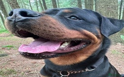 Rottweiler dogs for sale: 3 year old male Rottweiler  - Image 7