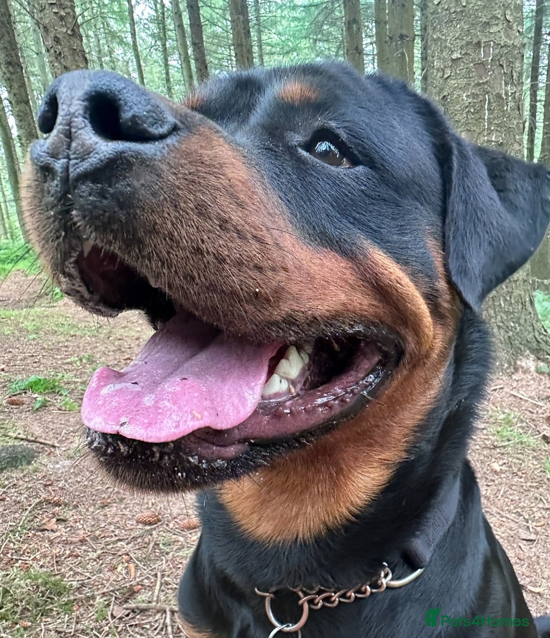 Rottweiler dogs for sale: 3 year old male Rottweiler  - Image 7