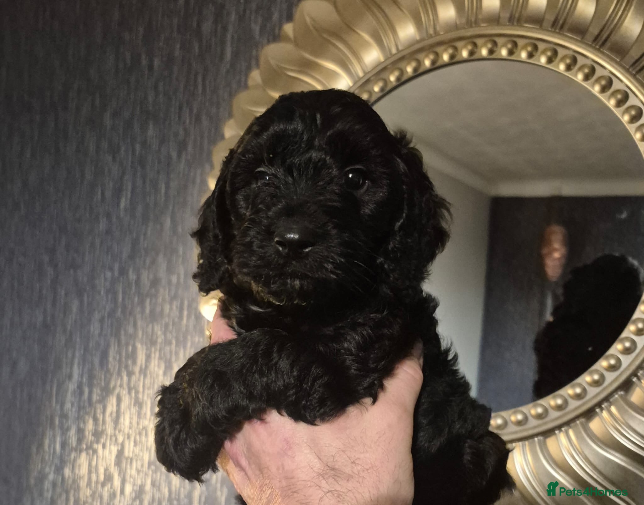 Cockapoo dogs beautiful F1 small black female cockapoo - Advert 1