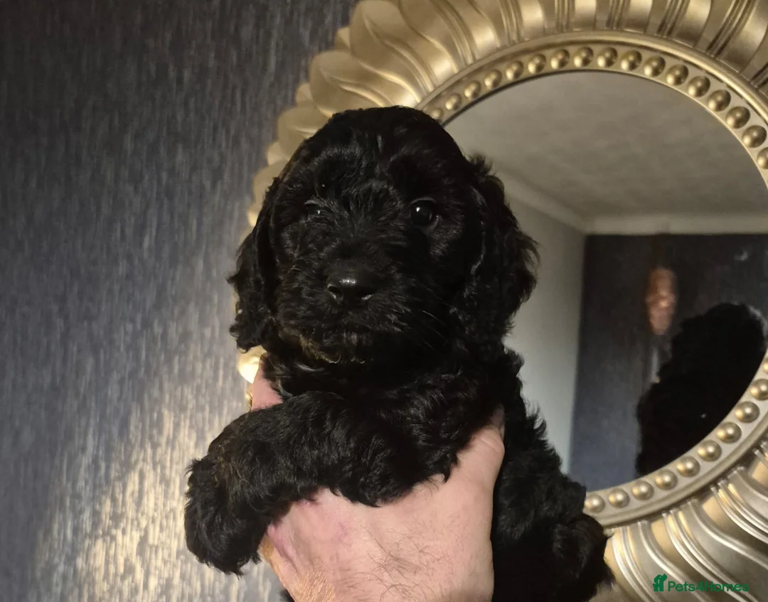 Cockapoo dogs for sale: beautiful F1 small black female cockapoo - Advert 1
