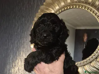 Cockapoo dogs beautiful F1 small black female cockapoo - Advert 1