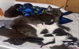 Maine Coon cats for sale: Maine coon cross kittens  - Image 1