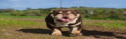 English Bulldog dogs for stud: GLEN COCO for stud in Birmingham - Advert 4