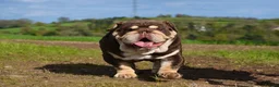 English Bulldog dogs for stud: GLEN COCO for stud in Birmingham - Advert 4