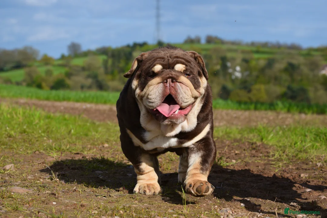 English Bulldog dogs for stud: GLEN COCO for stud in Birmingham - Advert 4