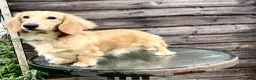 Miniature Dachshund dogs for sale: Cream Long Haired Pups KC - Advert 7