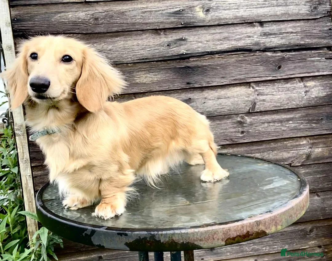 Miniature Dachshund dogs for sale: READY! 2 boys left! 💙 Cream Long Haired Pups KC - Advert 24