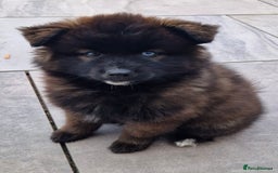 Pomsky dogs for stud: Gorgeous F2 Pomsky for stud - Advert 10