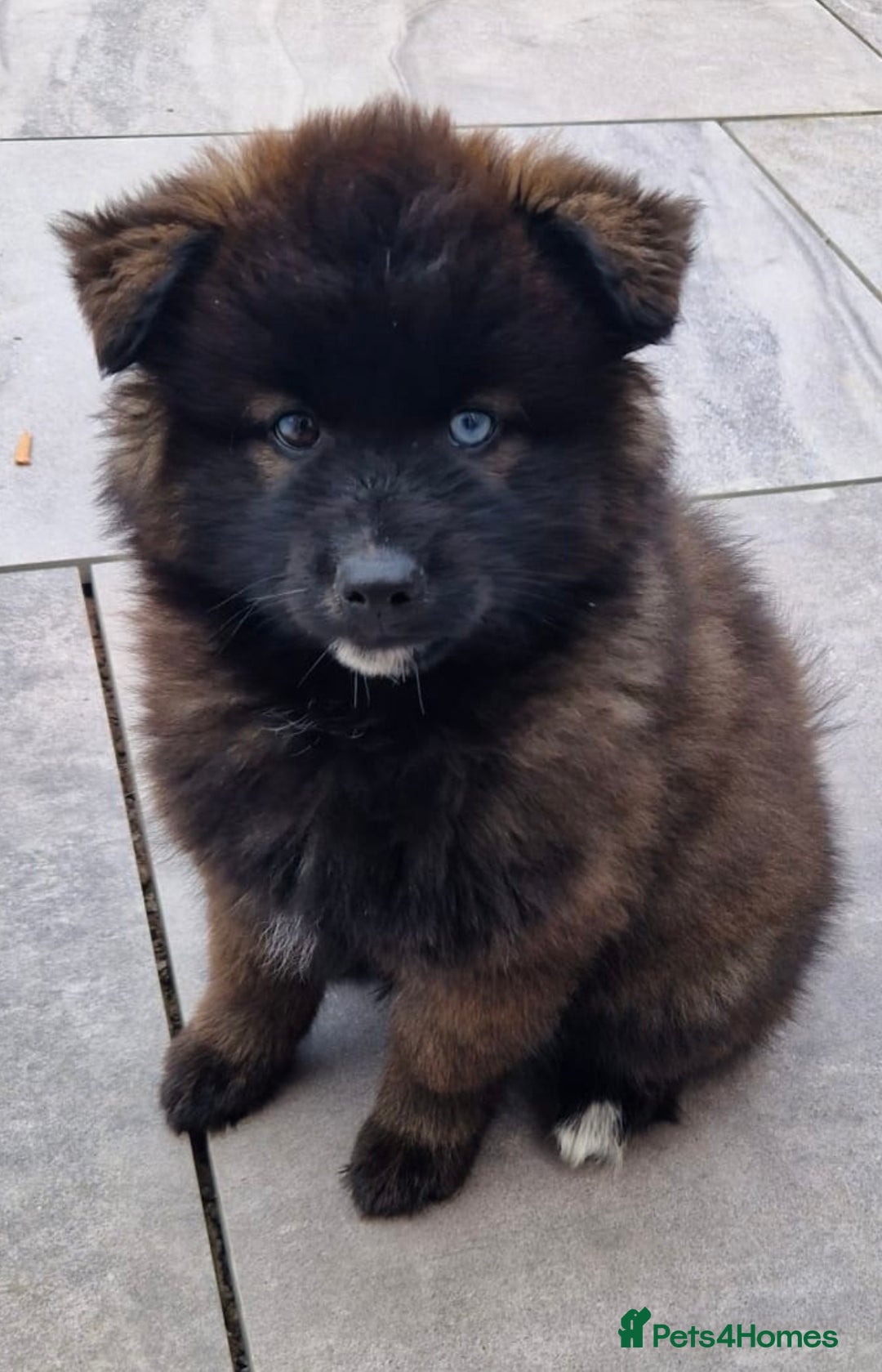 Pomsky dogs for stud: Gorgeous F2 Pomsky for stud - Advert 10