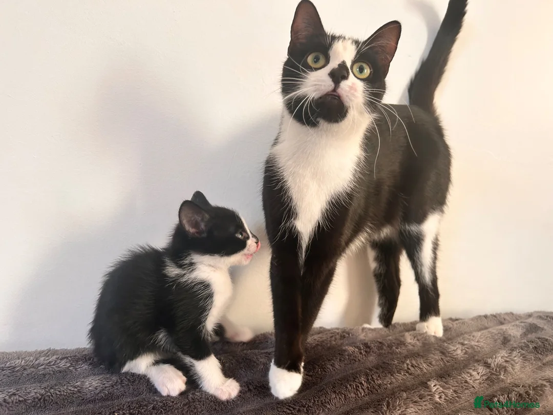 Mixed Breed cats for sale: 3 male kittens for sale  - Advert 33