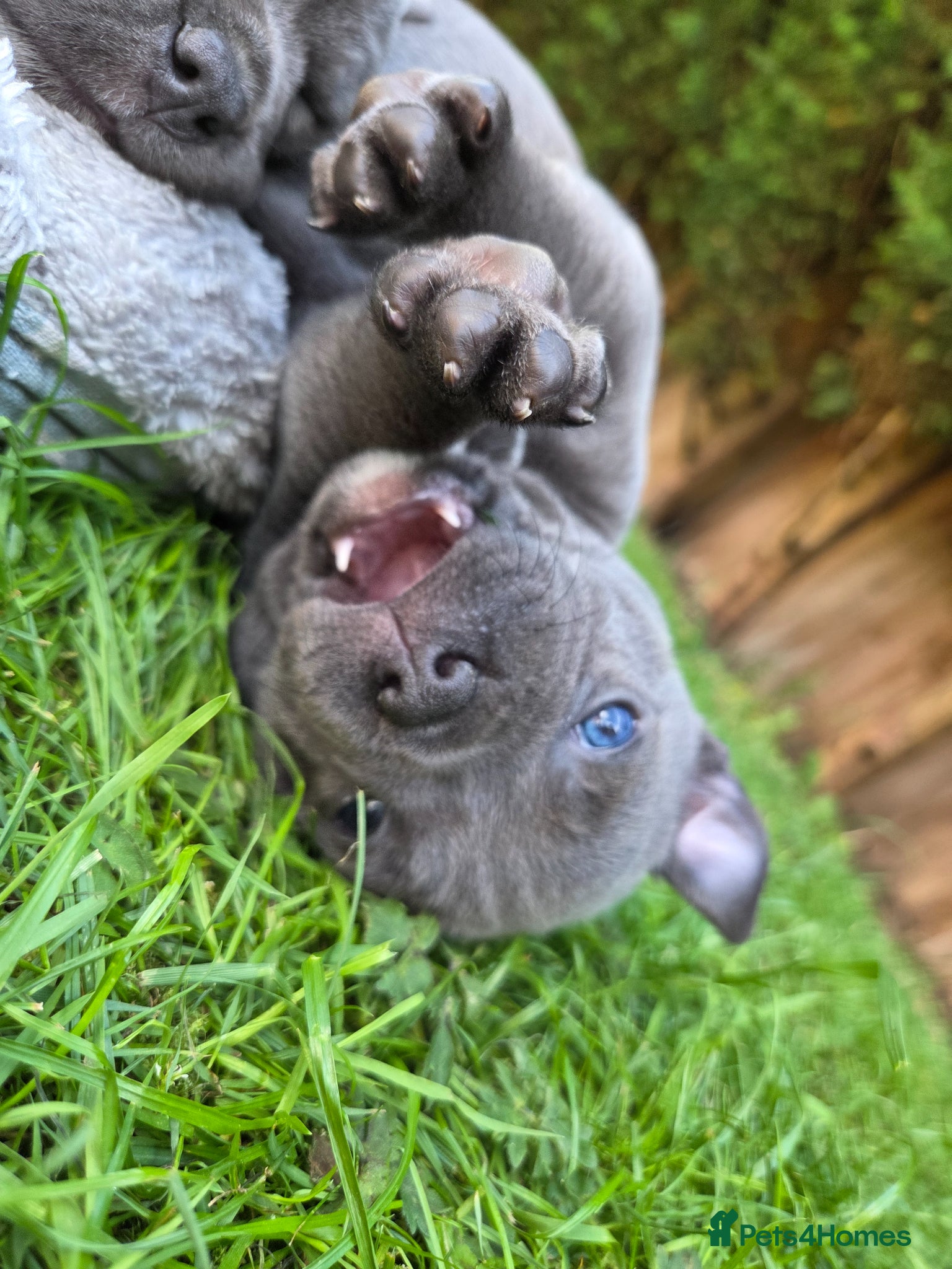 Staffordshire Bull Terrier dogs Beautiful KC Registered Last Female Puppy  - Advert 4