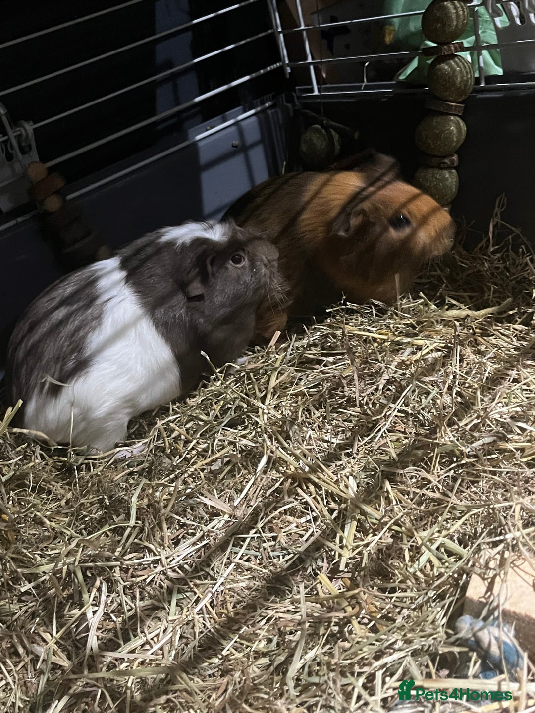 Guinea Pig rodents for sale: Guinea pigs  - Advert 1