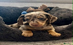 Miniature Dachshund dogs for sale: Miniature smooth haired Dachshund puppies  - Image 3