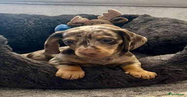 Miniature Dachshund dogs - Advert 4