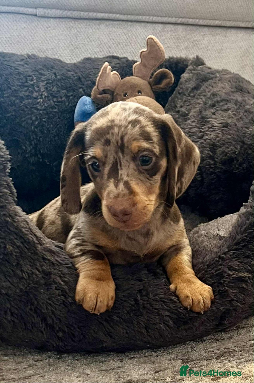 Miniature Dachshund dogs for sale: Miniature smooth haired Dachshund puppies  - Image 3