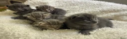 Mixed Breed cats for sale: Adorable grey kittens & tabby grey kittens  in Salisbury - Advert 23