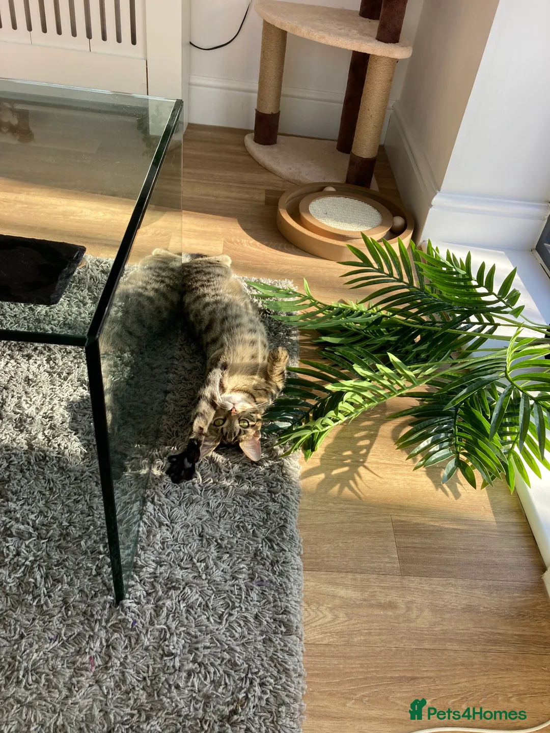 Domestic Shorthair cats for sale: urgent! Please don’t scroll past us :( 2yo sisters - Advert 7