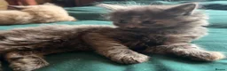 British Longhair cats for sale: Kittens in Romford - Advert 21