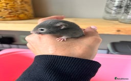 Hamster rodents for sale: Baby Syrian hamsters - Image 14