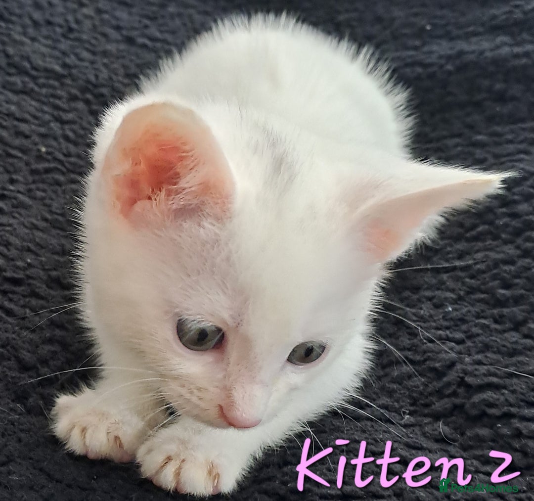 Mixed Breed cats for sale: 4 cute kittens up for sale - Image 23