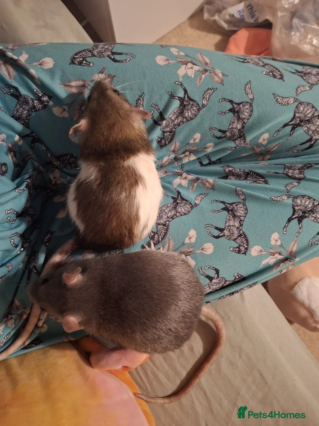 Rat rodents for sale: Two female silly tame rats in Chepstow - Advert 5
