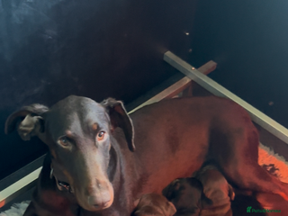 Dobermann dogs Superb rare champion working Dobermans 🇺🇸🇳🇱 - Advert 2