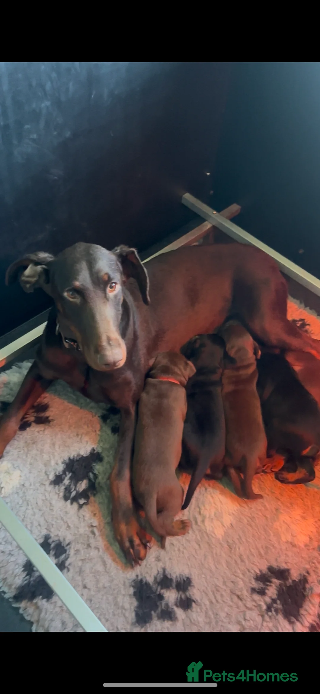 Dobermann dogs for sale: PSA 🏆Anubis grandchildren working Dobermans 🇺🇸 - Advert 1