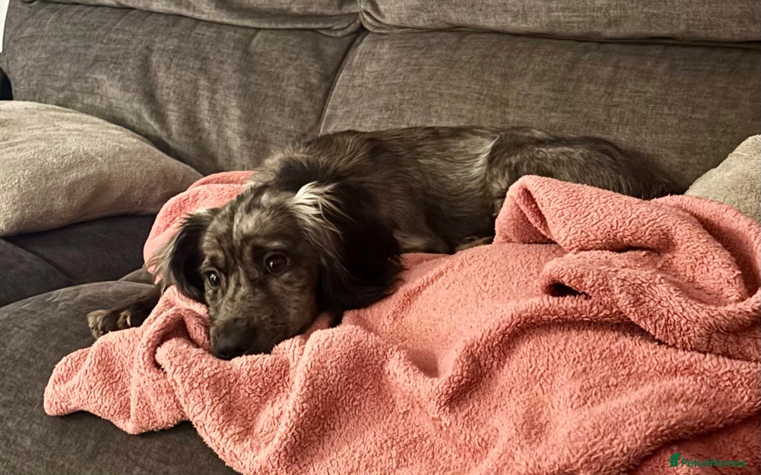 Cocker Spaniel dogs for sale: 2 Male Merle Cocker Spaniels - Image 12