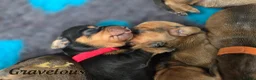 Dachshund dogs for sale: Standard Dachshund KC registered puppies - Advert 4