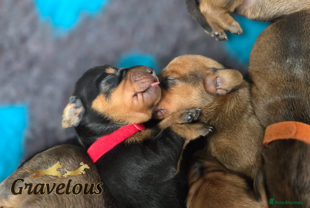 Dachshund dogs for sale: Standard Dachshund KC registered puppies - Advert 4