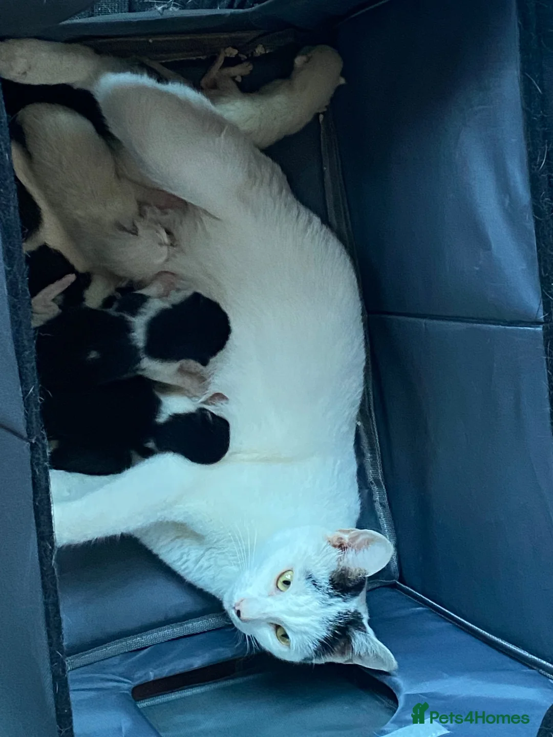 Mixed Breed cats for sale: Kittens  - Advert 2