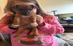 Jack Russell dogs for sale: Gorgeous Jack Russell Puppies - Image 9