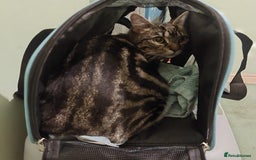 Mixed Breed cats for sale: Tabby cat for sale - Image 1