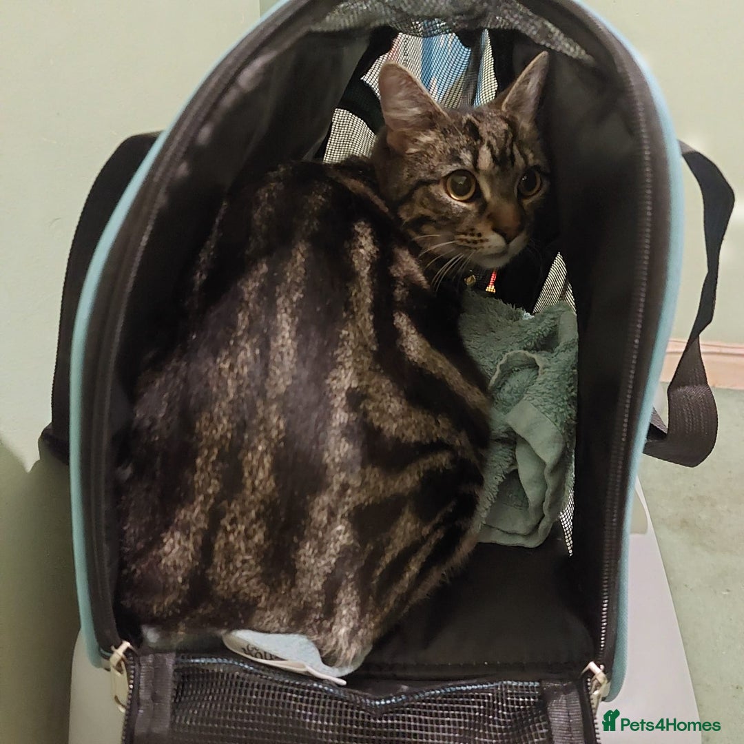 Mixed Breed cats for sale: Tabby cat for sale - Image 1