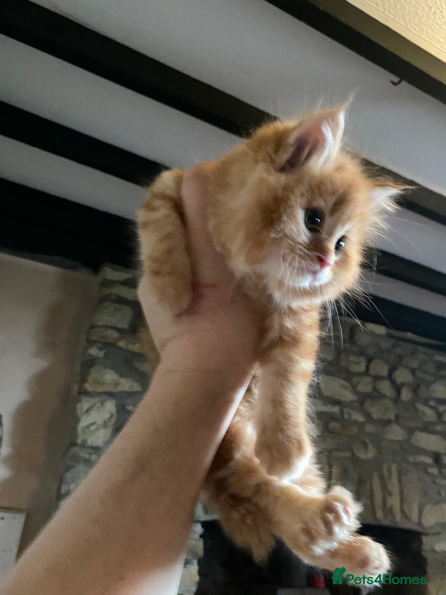 Maine Coon cats Stunning Maine coon x chinchilla kittens  - Advert 1