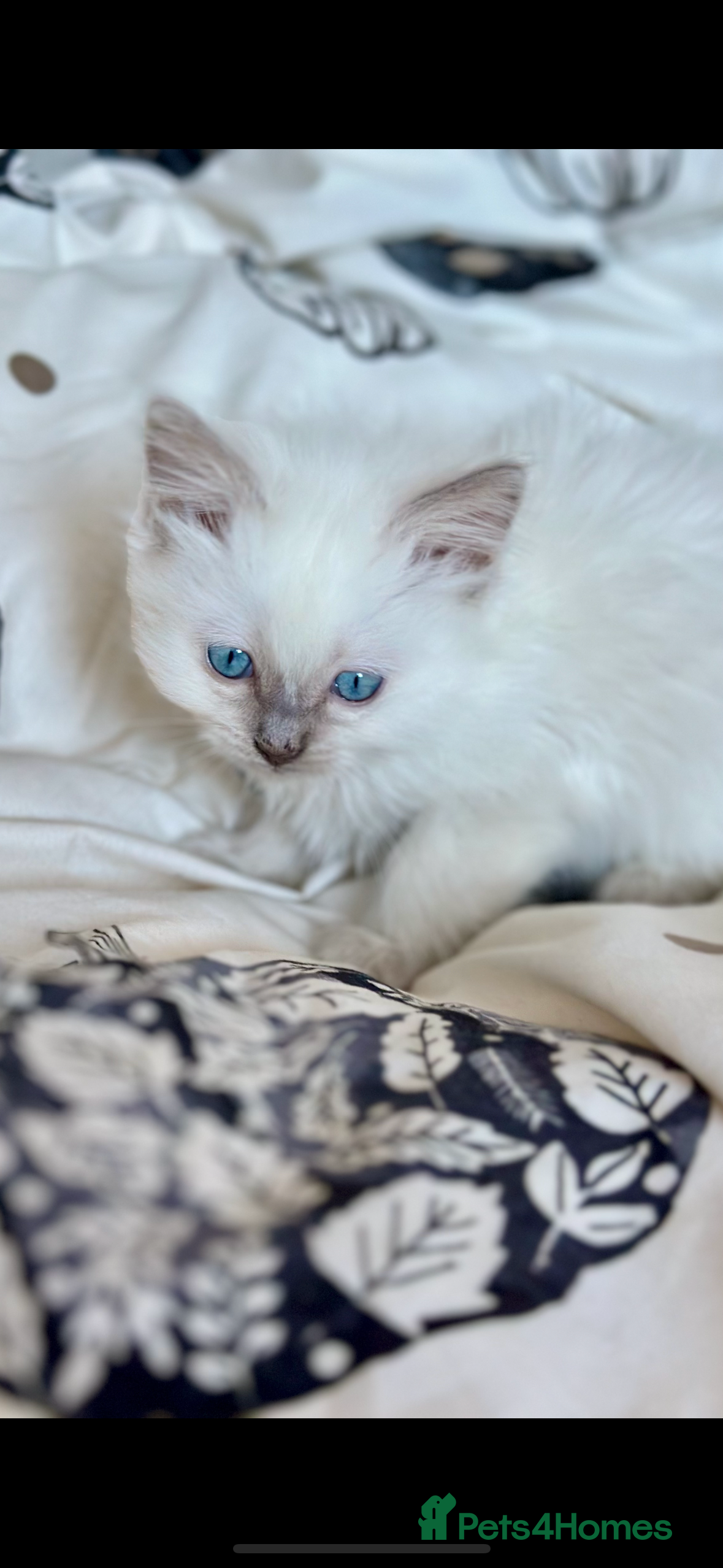 Ragdoll cats 🦋 ADORABLE GCCF BLUE BOY  🦋 - Advert 10
