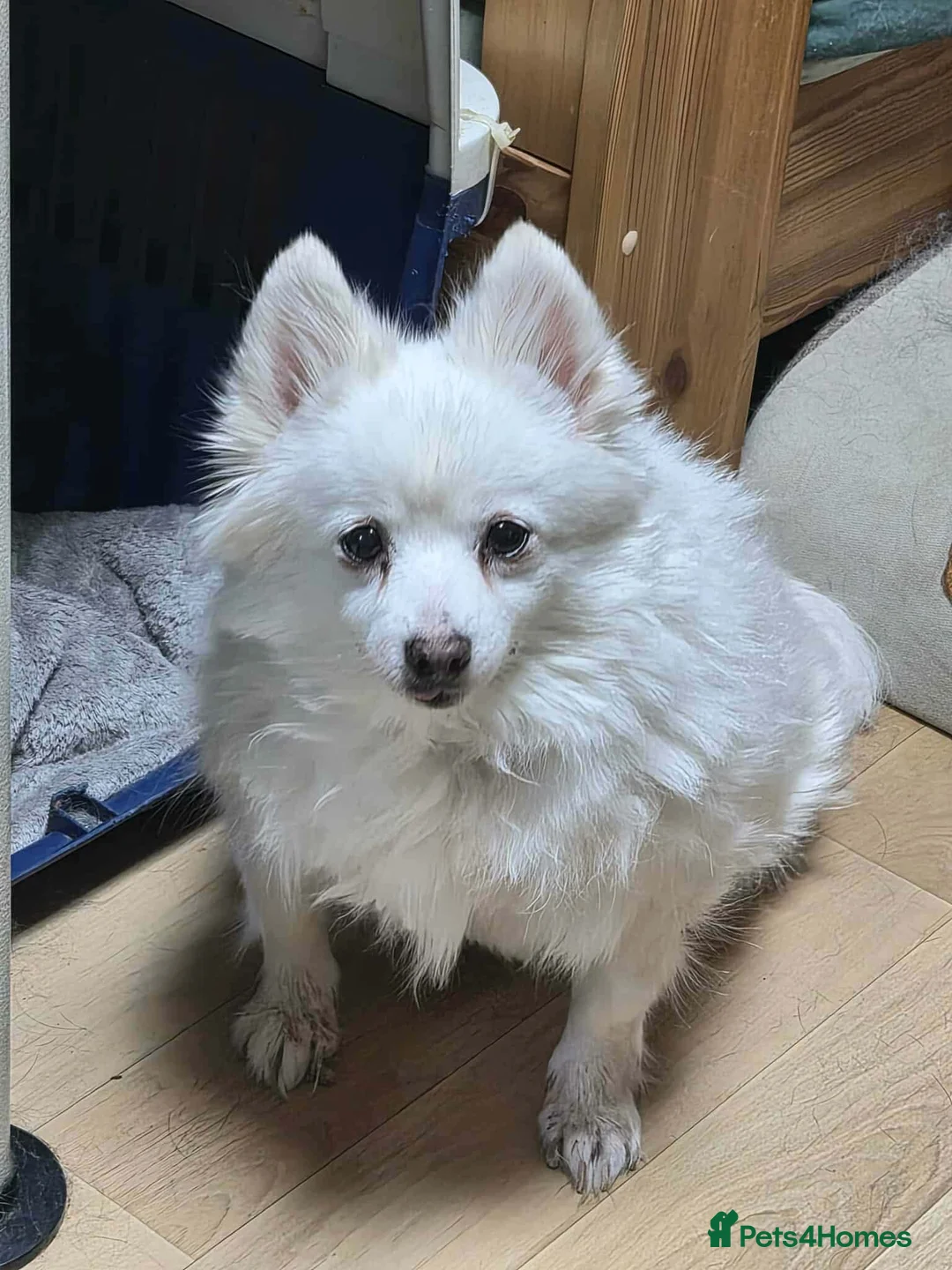 Japanese Spitz dogs for adoption: Snow is 6 year spitz type meat trade survivor  - Advert 9
