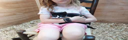 Mixed Breed cats for sale: Black male kitten  - Advert 2