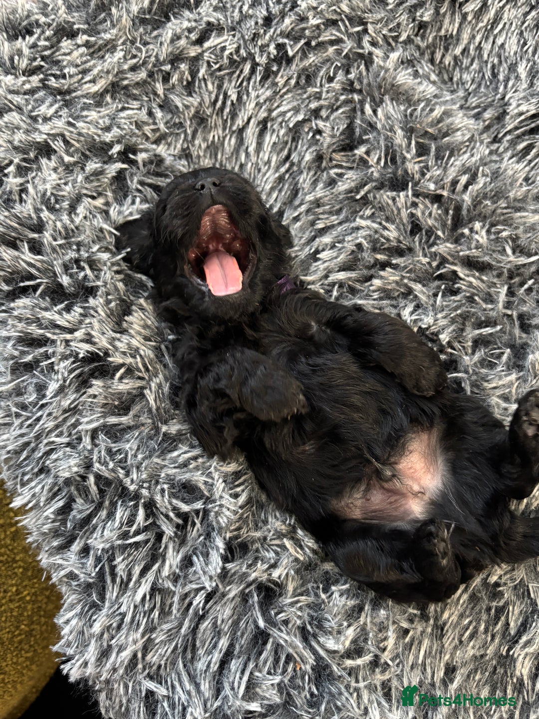 Mixed Breed dogs for sale: Beautiful Sproodle x Lhasa Apso Puppies - Advert 10