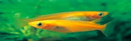 Ricefish fish for sale: Japanese ricefish Medaka fertilised eggs, juvenile - Advert 2