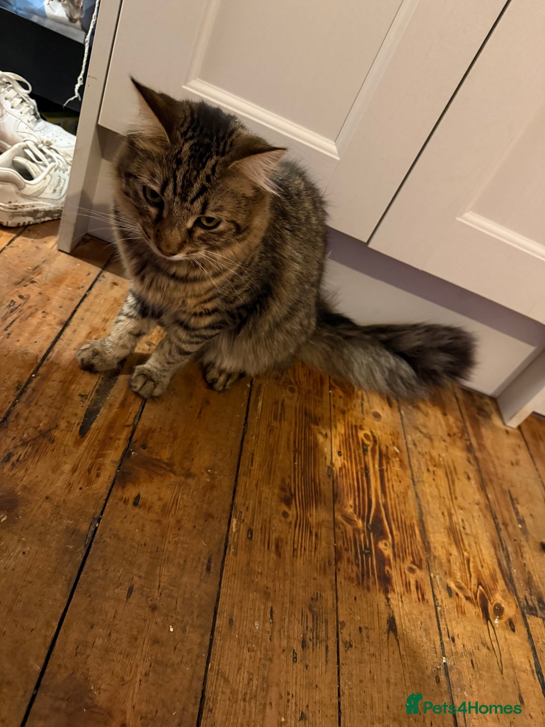 Mixed Breed cats for sale: Looking for our forever home - Advert 5