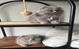 British Longhair cats for sale: GCCF REGISTERED British Longhair Girls  - Image 7