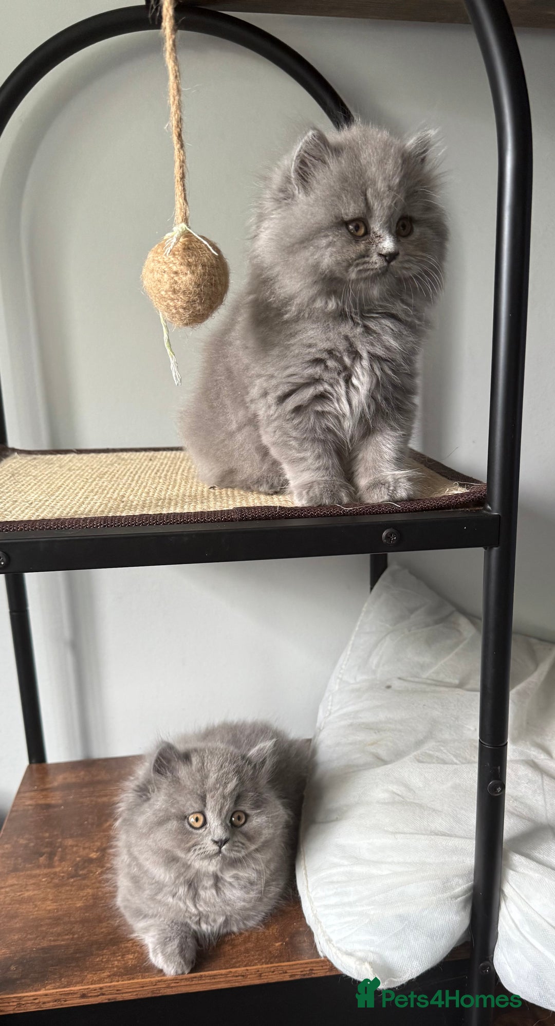 British Longhair cats for sale: GCCF REGISTERED British Longhair Girls  - Image 7