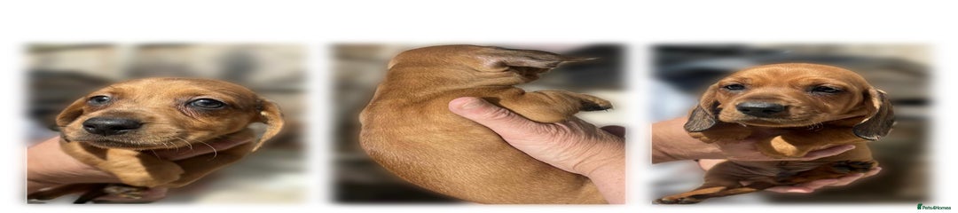 Dachshund Puppy 5