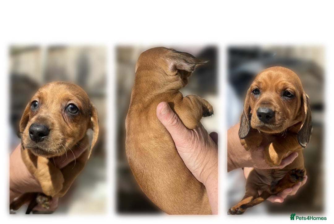 Dachshund dogs for sale: 6 beautiful Dapple Dachshunds left - Image 5
